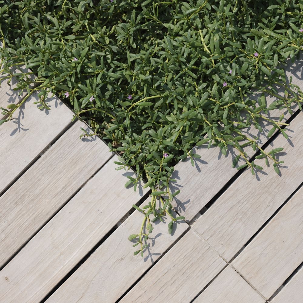 Fence and Decking Painting in Bromley-by-Bow — quality trade paint going on in two coats