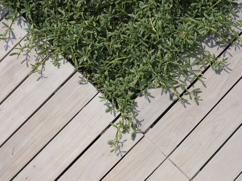Deck Builder marketing and SEO services