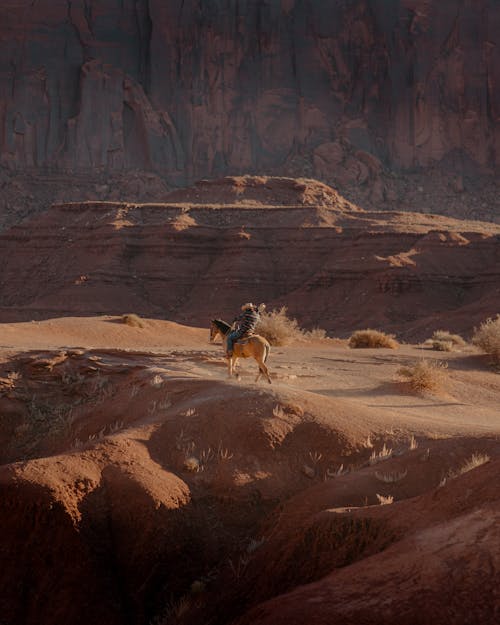 Gratis lagerfoto af arizona, Cowboy, dyr