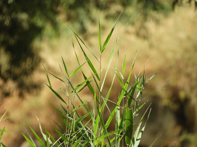 Plant With Green Leaves On A Field