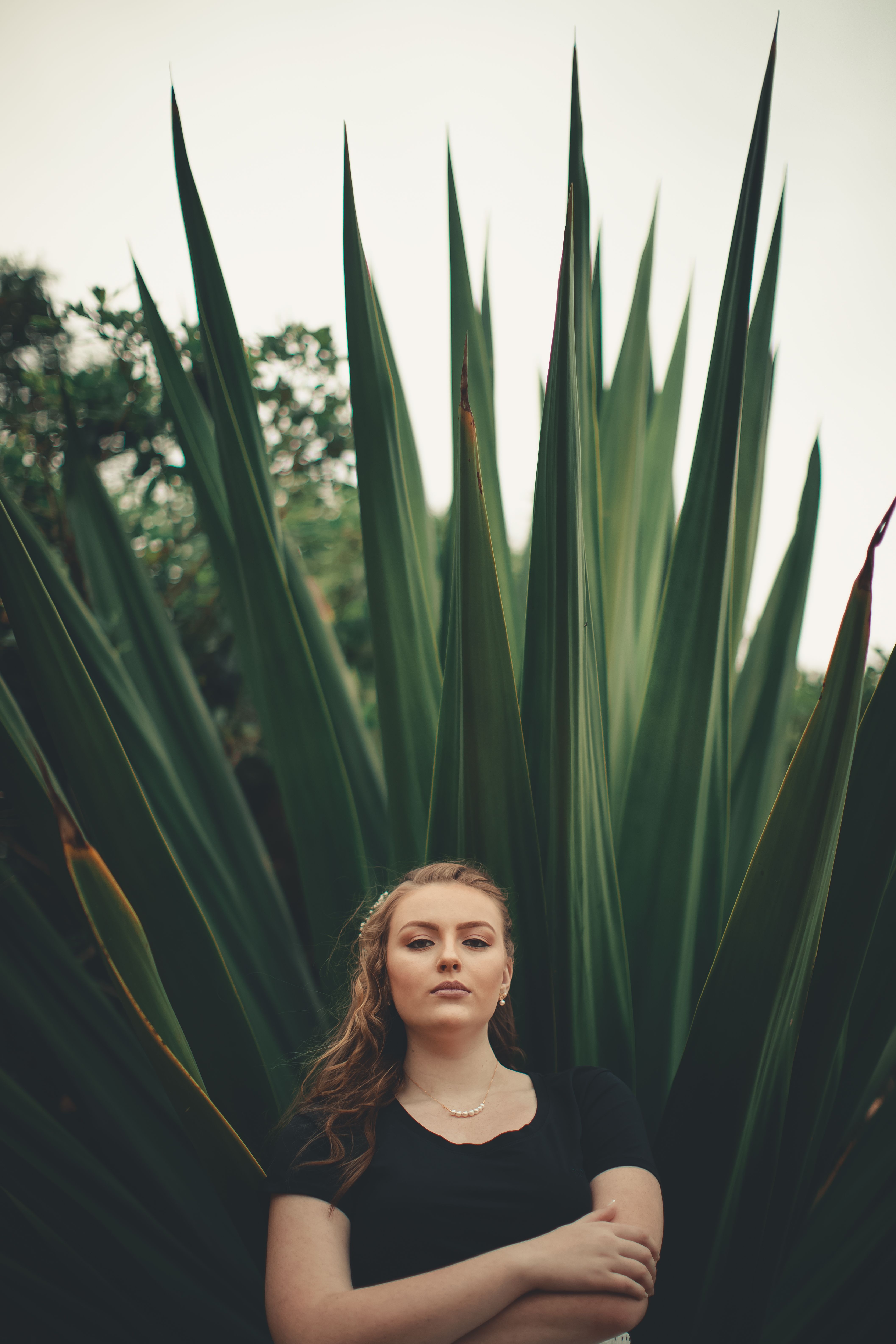 Agave Photos, Download The BEST Free Agave Stock Photos &amp; HD Images