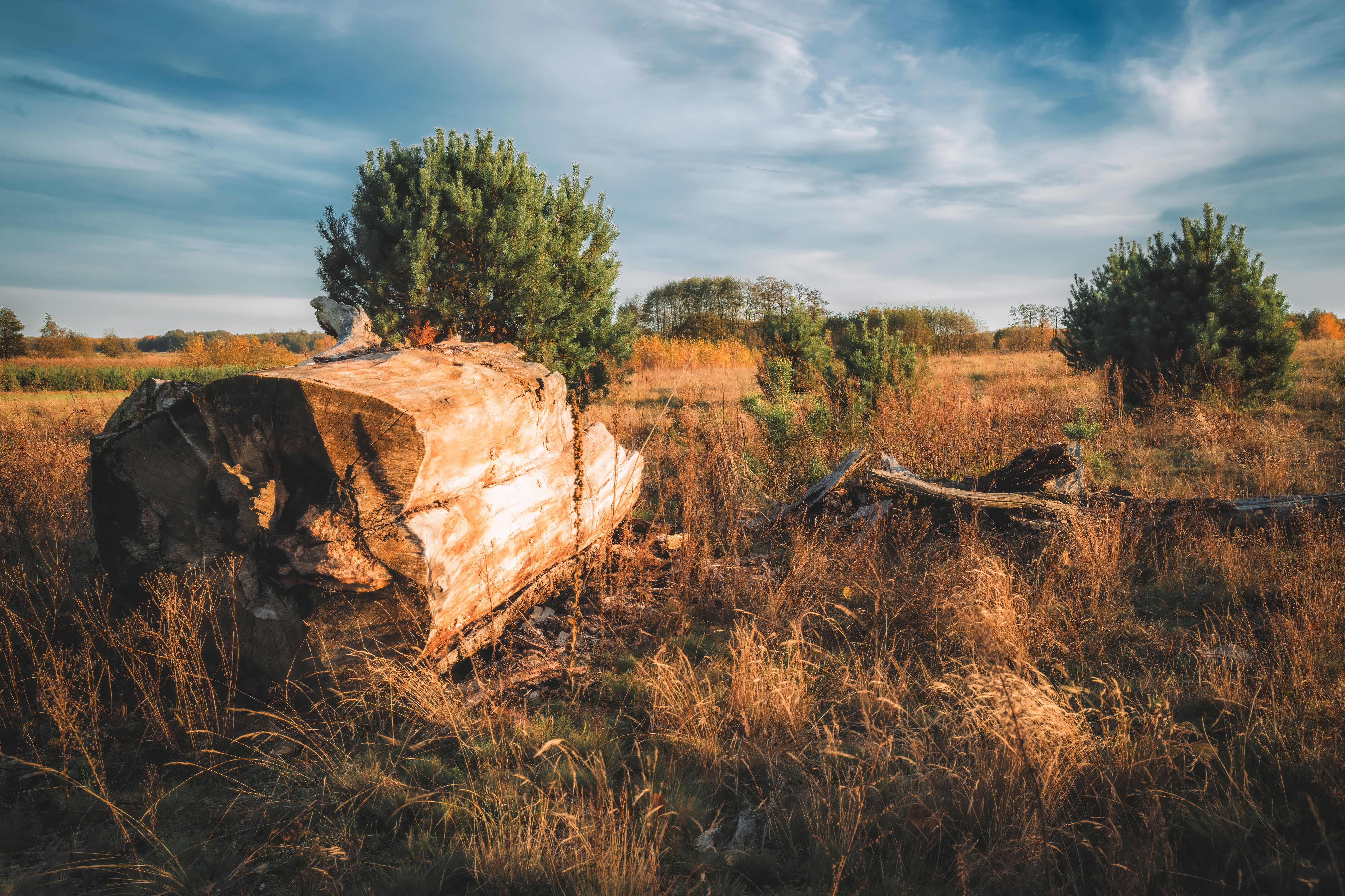Tree Log without Bark on Autumnal Meadow · Free Stock Photo