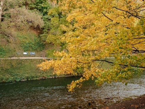 Immagine gratuita di albero, autunno, cadere