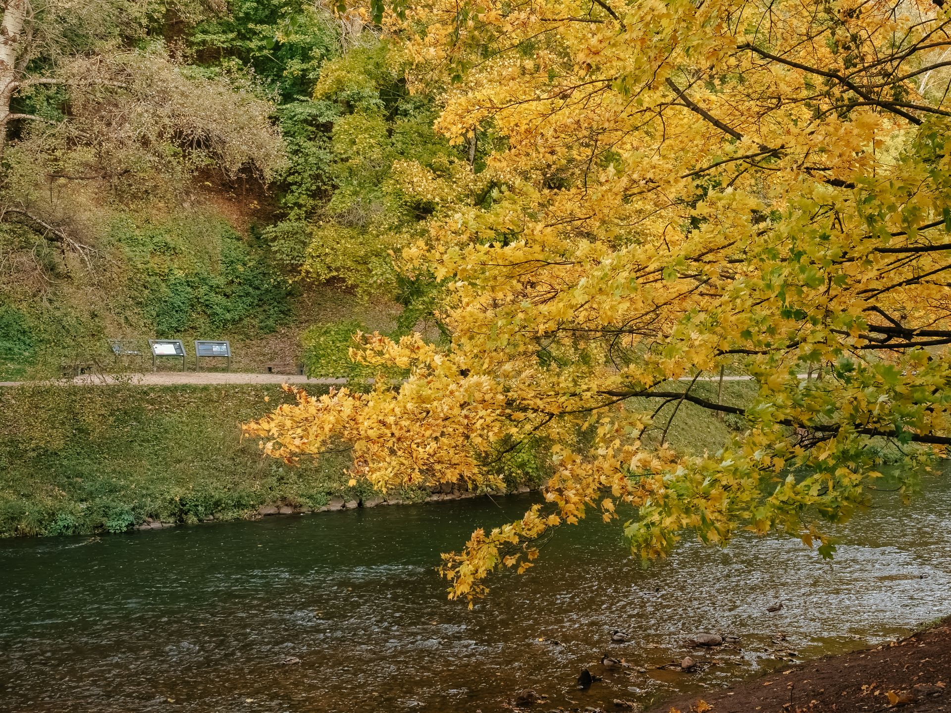 A tranquil autumn scene with golden leaves and a peaceful riverbank.
