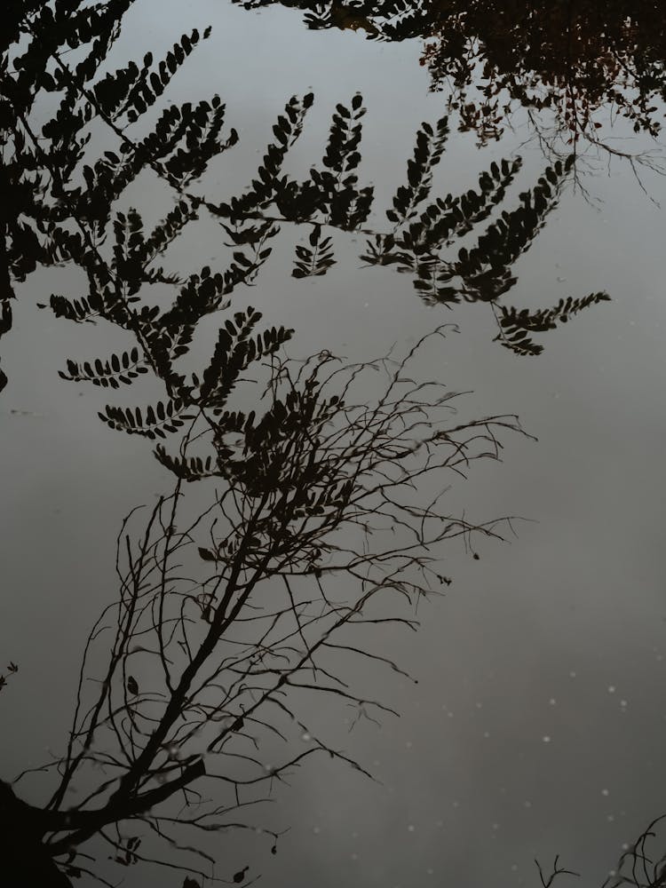 Silhouettes Of Branches