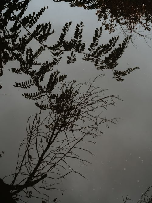 Free Artistic view of tree branches reflecting on a calm water surface during twilight. Stock Photo