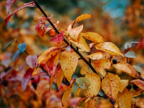 A close-up of colorful autumn leaves on a branch showcasing fall beauty.