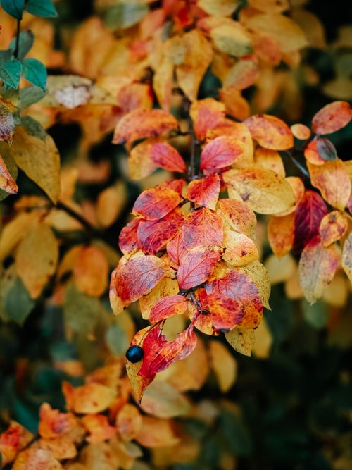 Free Close-up of colorful autumn leaves in red and orange hues capturing fall's beauty. Stock Photo