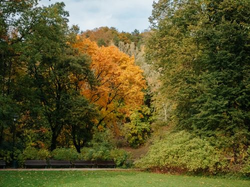 Free A peaceful park with vibrant autumn trees and empty benches, capturing the essence of fall. Stock Photo