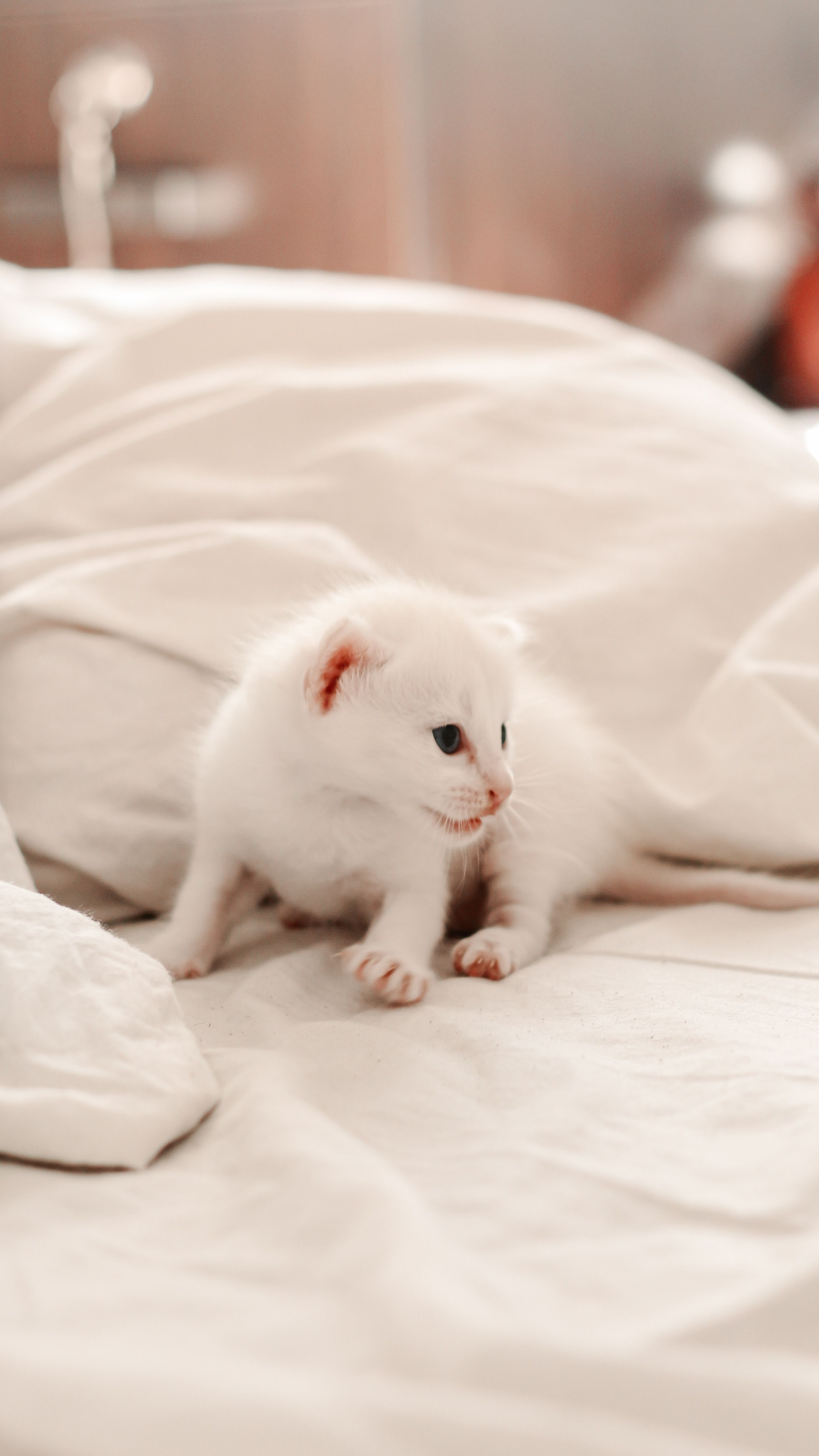 Charming white kitten with blue eyes exploring a soft, warm bed indoors.
