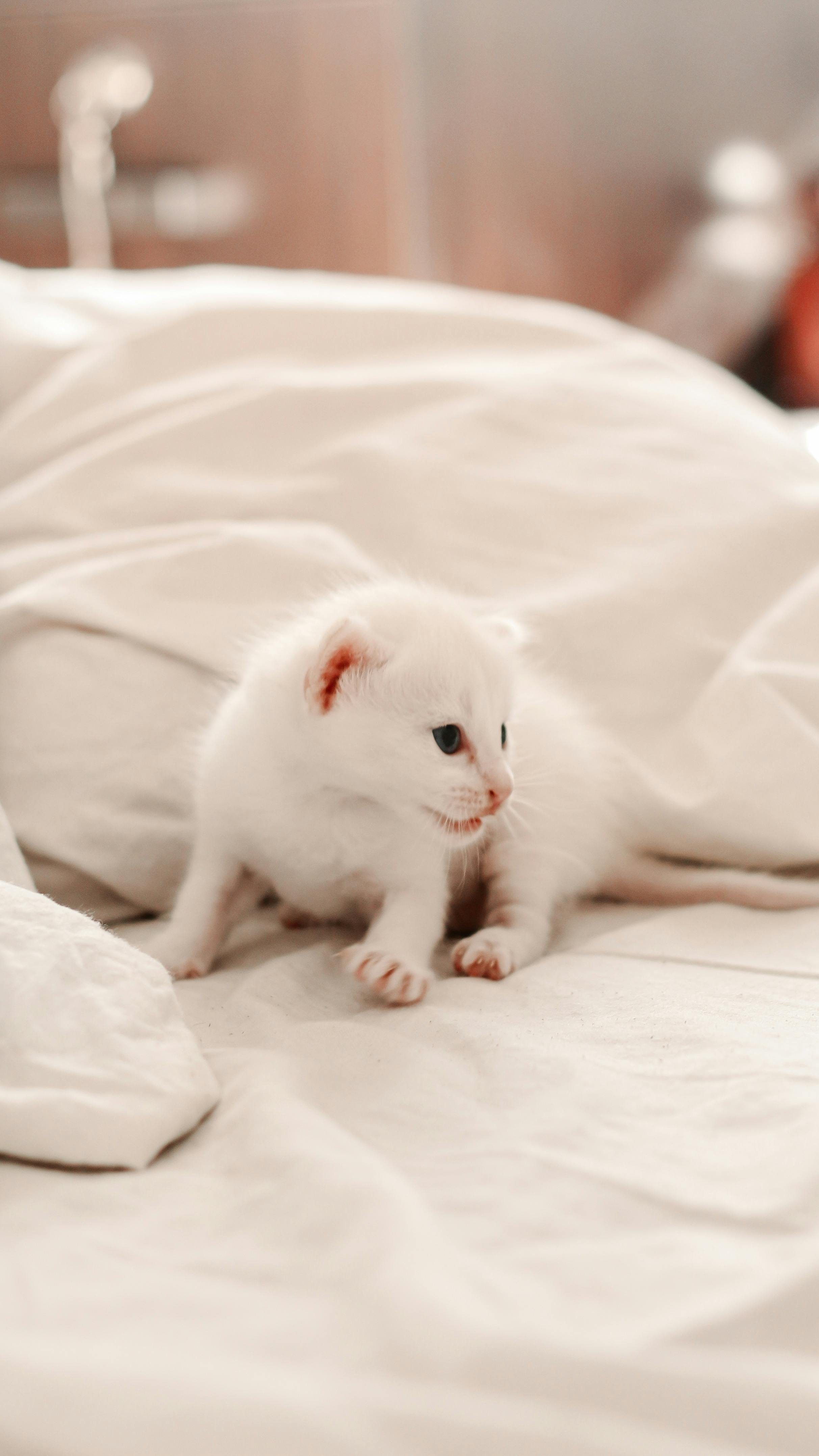 Kitten on clearance bed