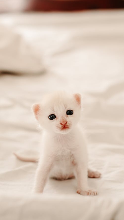 White Kitten Sitting on Bed