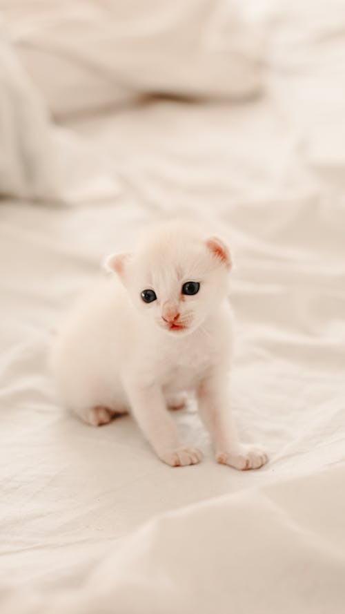 A White Kitten on a Bed 