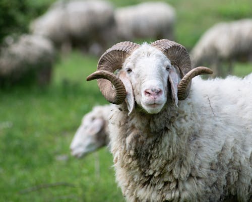Foto d'estoc gratuïta de agricultura, llana, ovella