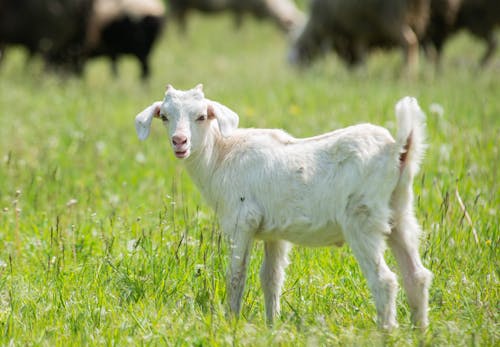 Imagine de stoc gratuită din animale domestice, câmp, capră