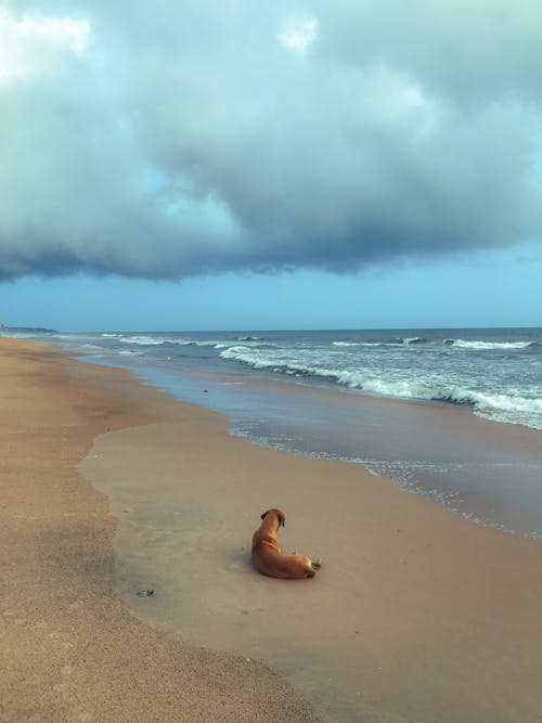 คลังภาพถ่ายฟรี ของ ชายทะเล, ชายหาด, ทะเล