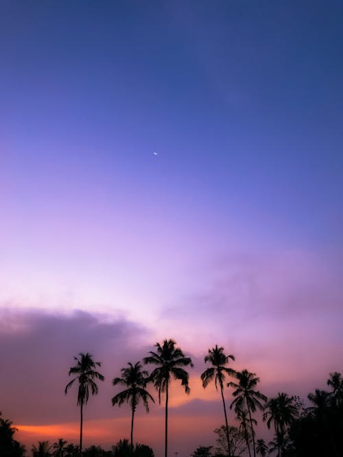 Clear Sky over Palm Trees at Dusk