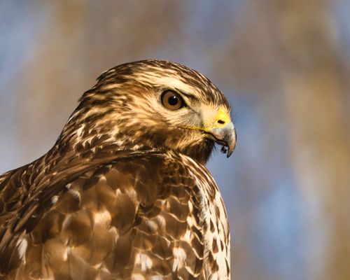 Free Stunning close-up of a Red-tailed Hawk, showcasing its fierce gaze and intricate plumage. Stock Photo