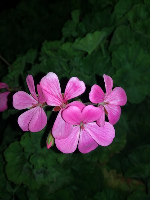 Foto profissional grátis de brilho na escuridão, campo de flores, cor rosa flores