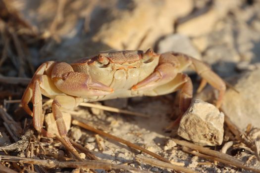 Detailed shot of a sand crab on rocky terrain, perfect for nature and wildlife themes.