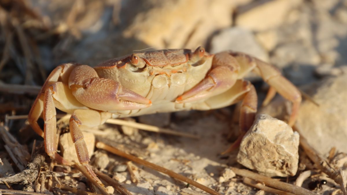 Close-up of a small crab showing claws legs and carapace