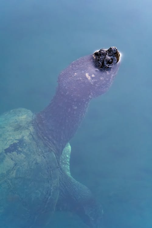 Sea Turtle in Water