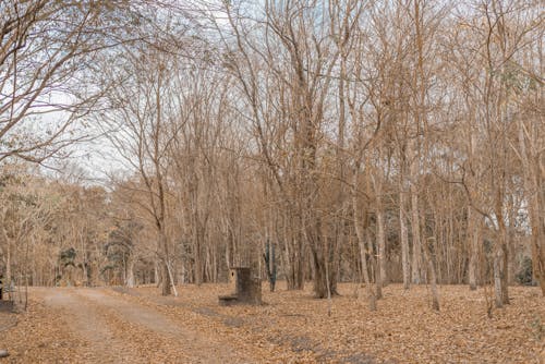 Imagine de stoc gratuită din bogăția culturală, countrysie, ecuador