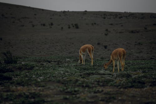 Gratis stockfoto met countrysie, culturele rijkdom, ecuador