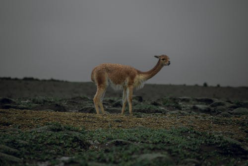 Gratis lagerfoto af countrysie, ecuador, kulturel rigdom