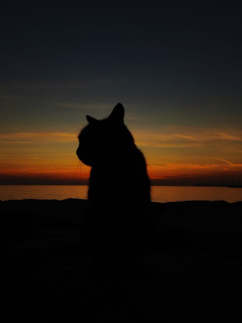 Free stock photo of aegean sea, cat wallpaper, mediterranean Stock Photo