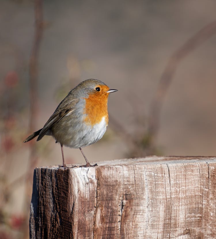 Redbreast Robin On Wood