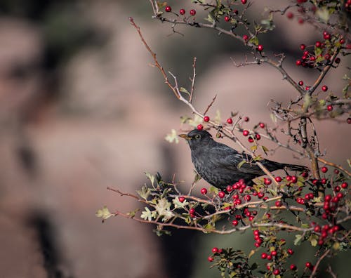 乌鸫, 動物攝影, 常见的黑鸟 的 免费素材图片