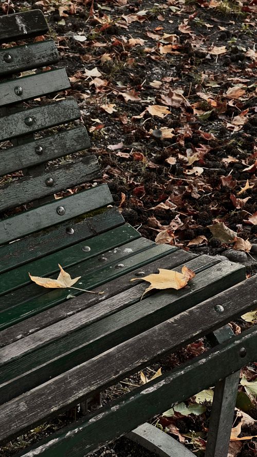Free A wooden bench covered with autumn leaves in a park setting, showcasing fall's beauty. Stock Photo