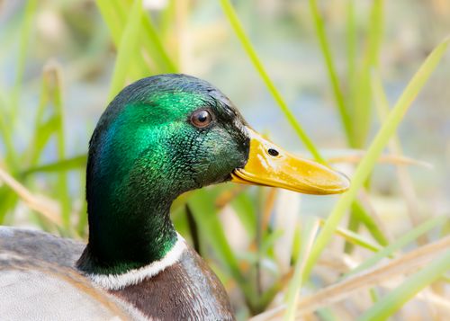 Free Close-up of a colorful mallard duck surrounded by lush greenery in its natural habitat. Stock Photo