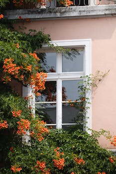 Sunny day with vibrant trumpet vine climbing around an elegant window in Freiburg.