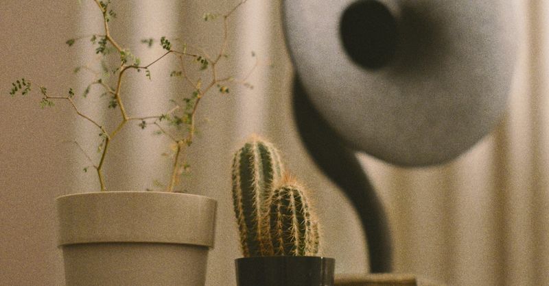 Comment décorer son intérieur avec des plantes ?