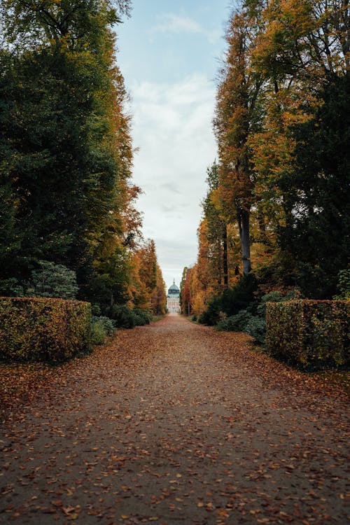 Autumn Park with Leaves on the Footpath