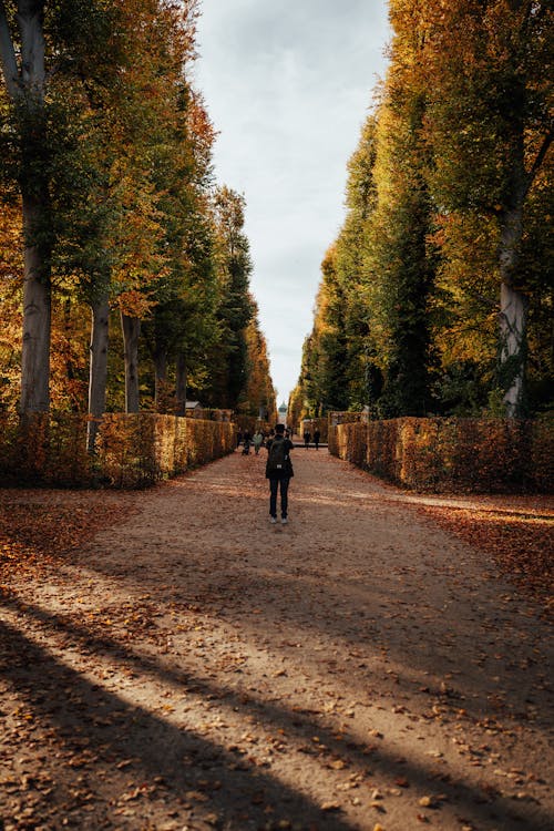 Alley in a Park with Fallen Leaves