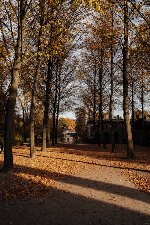 Immagine gratuita di alberi, autunno, copertura