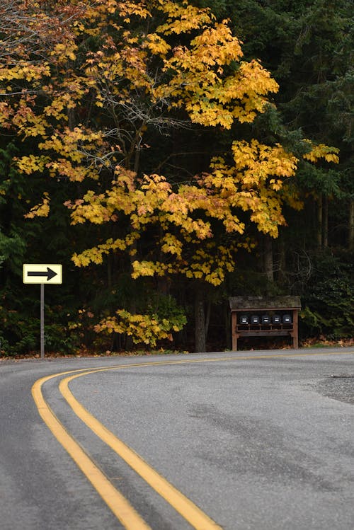 Immagine gratuita di alberi, autunno, cadere