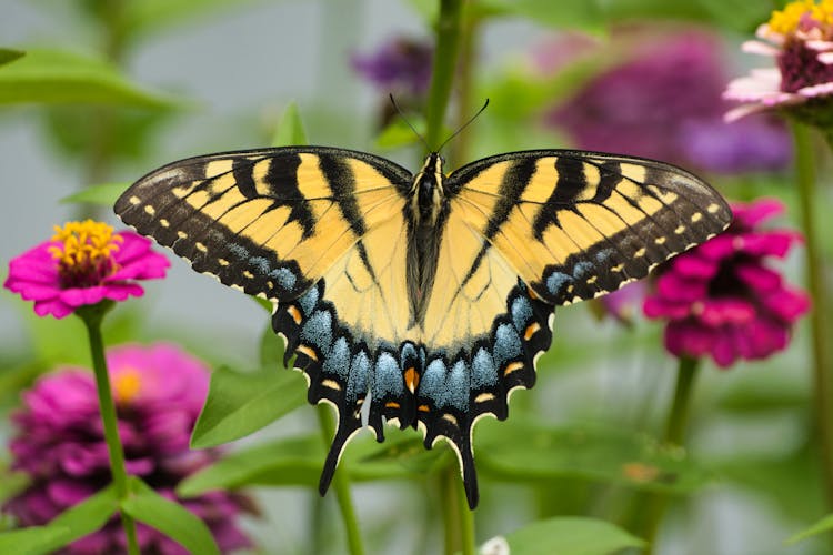 Eastern Tiger Swallowtail