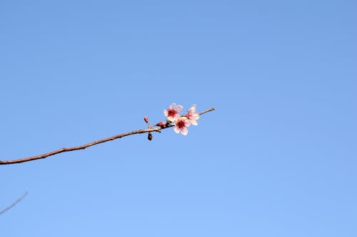 Kostnadsfri bild av blommor, blomning, gren