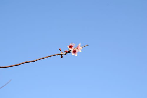 Free Close-up of cherry blossoms on a branch with a clear blue sky background, symbolizing tranquility and spring. Stock Photo