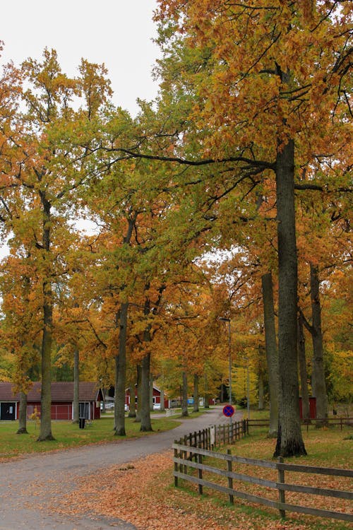 Road Through the Farm Among Autumn Trees