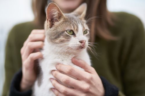 Free A cozy portrait of a tabby cat being lovingly held indoors by its owner. Stock Photo