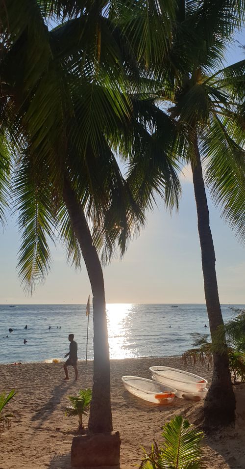 Free Sun & Palms Stock Photo