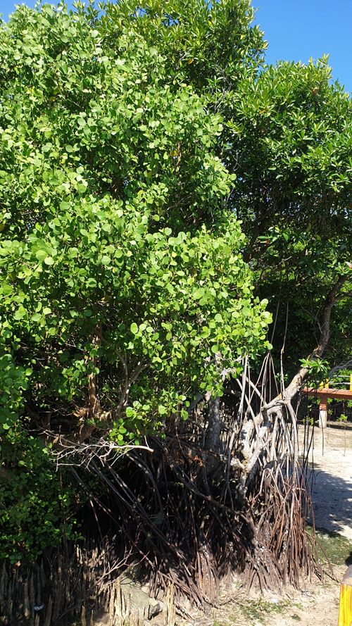 Free Mangrove tree Stock Photo