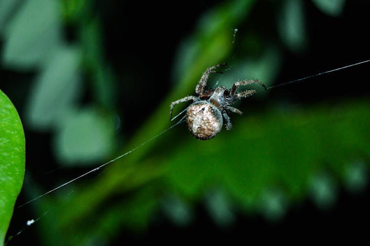 Close-up Of A Spider Weaving A Web 