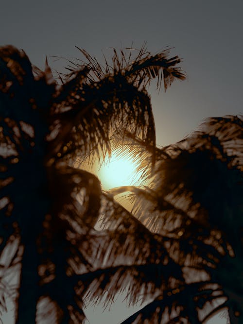 Sun in Sky above Palm Trees on Dusk