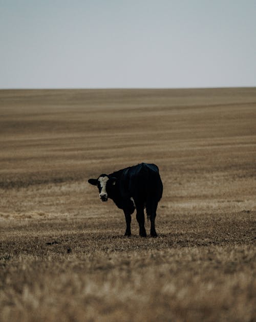 A Cow on a Pasture 